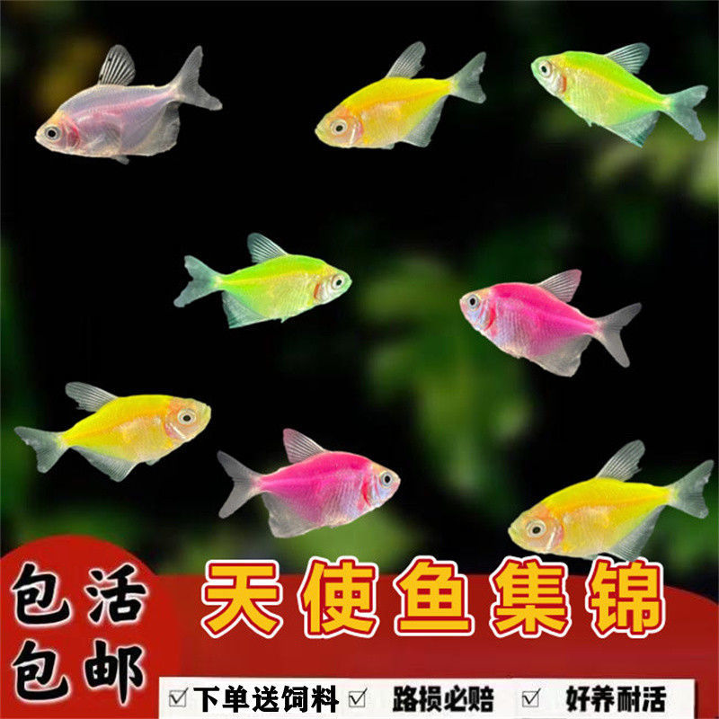 天使鱼和灯鱼能混养吗,天使鱼吃灯鱼,灯科鱼混养鱼最佳搭配(第14页)_大山谷图库