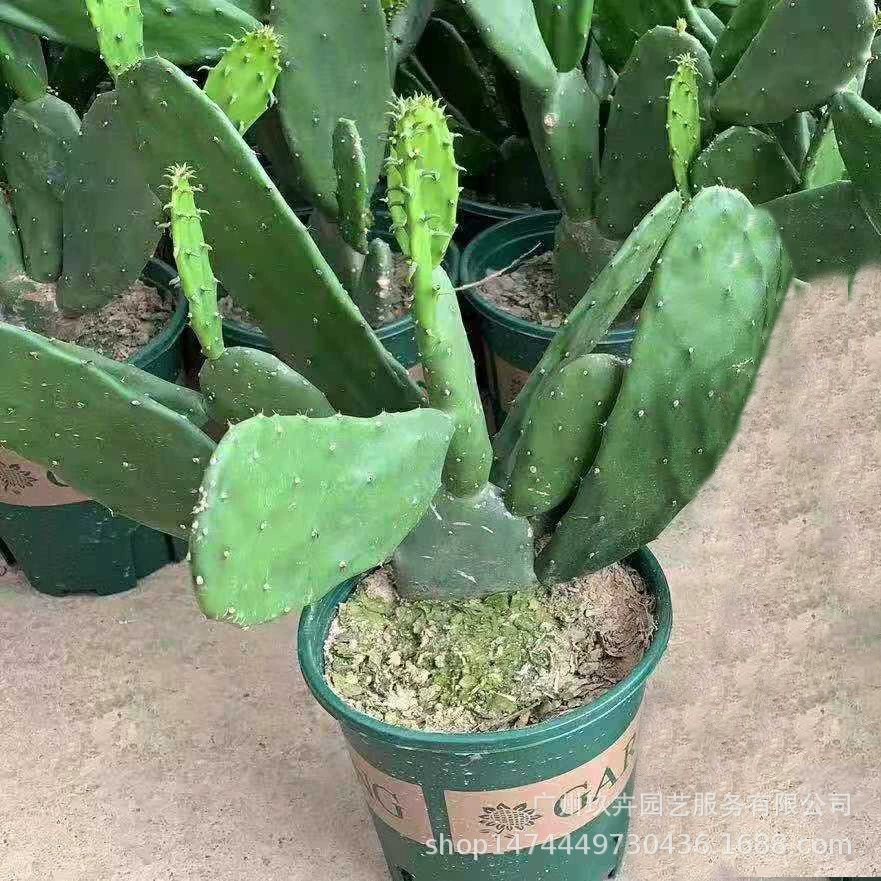 Кактус суккулент зеленое растение спальня балкон офис настольное растение в горшке
