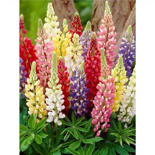 �������N�����ļ����N�_���׻��҃����̨ͥԺ�������ȶ��ͺ�����