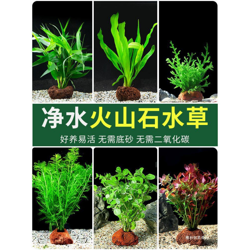 鱼缸水植物真水培绿植火山石养鱼造景鱼缸蜈蚣绿菊浮萍