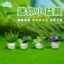 植物成品迷你景观模型