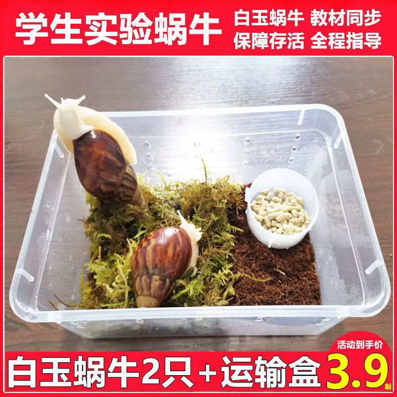Белая нефритовая улитка для домашних животных, студенческий набор для наблюдения за научным экспериментом, гигантская большая улитка, декоративная обучающая маленькая улитка