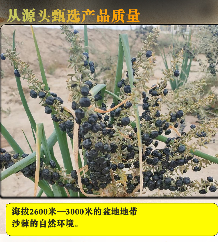 Dried Black Goji Berry Gift Box 100g Premium Qinghai Wolfberry Fruit for Tea Soup and Daily Wellness in use