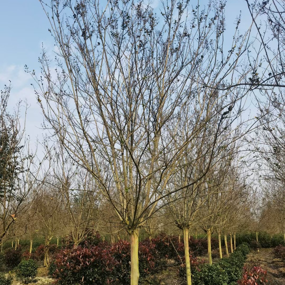 贵州大红紫薇基地大红紫薇苗圃大红紫薇批发大红紫薇苗商大红紫薇