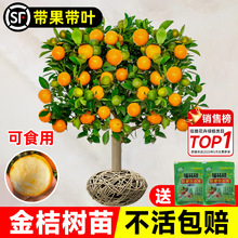 ƤۘԎʳļӘ҃͏dGֲ