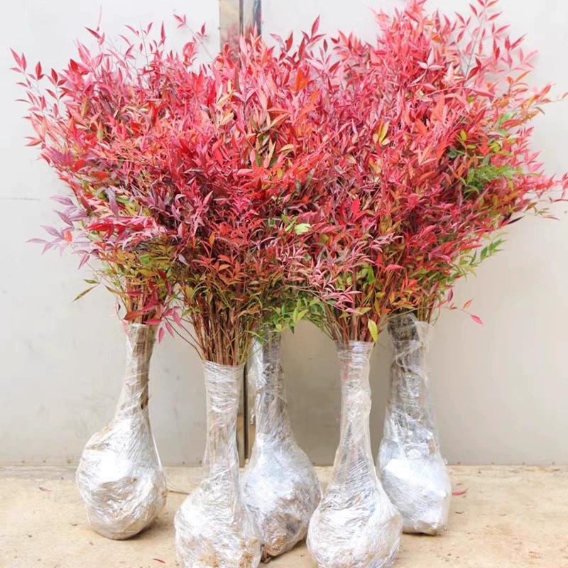 Крытый южный бамбук в горшках саженцы деревьев