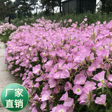 美丽月见草种子夜来香多年花卉盆栽驱蚊草籽易种易活花种室外花籽