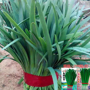 ϸ²˰׸²˷Nͺ̨͟ļNֲ߲˷N