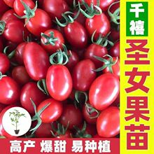 ����֭ǧ���̨�����t�S�׷������r����������С���������ɫ