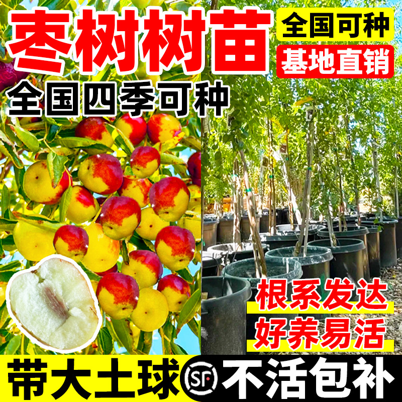 枣树苗超甜大枣蟠枣树果苗南北方种植庭院冰糖枣活树苗带土球盆栽
