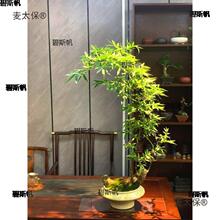 ��̫���Ϙ�����С�~�{��ާС�~���������^�����B�w�񉾵���