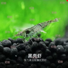 黑壳虾鱼缸水族箱水草缸杂质清洁除藻虾观赏虾宠物活体饲料工具虾