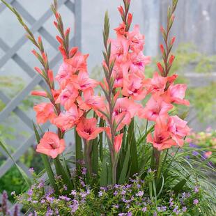 Imported Gladiolus Bulbs, Perennial Gladiolus Bulbs, Large Bulbs, Blooming in the Same Year, Easy to Grow Potted Plants in the Courtyard All Year Round