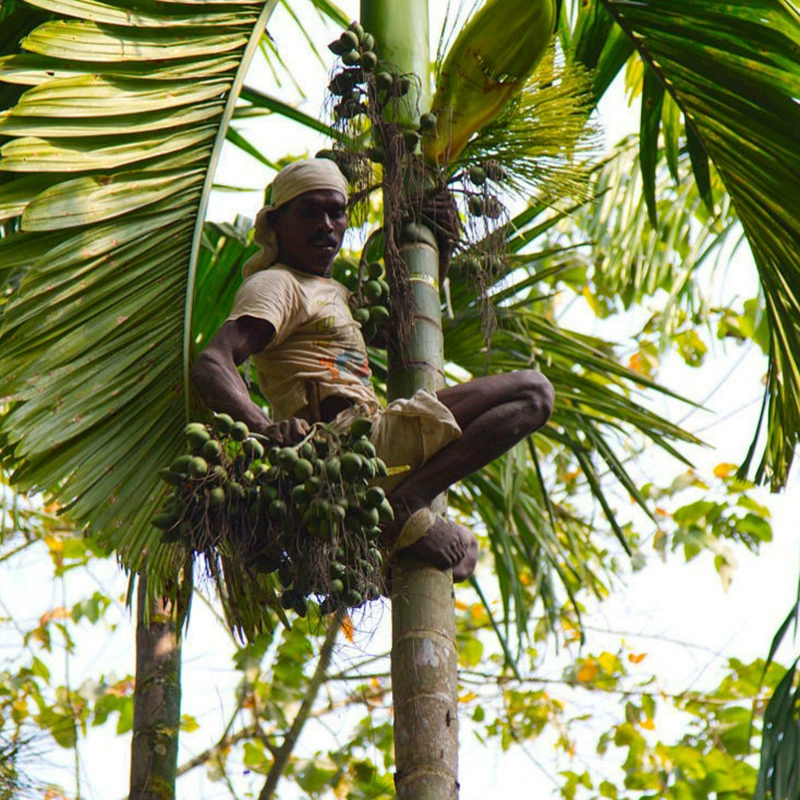 Семена арекового ореха оптом, прямые поставки с завода, гарантированное прорастание.
