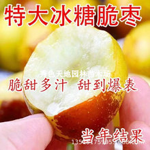 无核冰糖脆枣当年结果特大嫁接无核枣苗盆栽地栽南北方果树苗大全