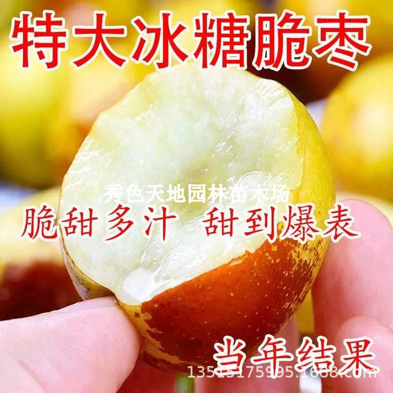 无核冰糖脆枣当年结果特大嫁接无核枣苗盆栽地栽南北方果树苗大全
