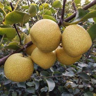 Pear Tree Seedlings Grafted Seedlings Cuiguan Pear Tree Fengshui Pear Sand Pear Dangshan Pear Potted Ground Planting Pear Tree That Bears Fruit in the Same Year