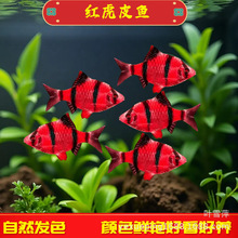 红虎皮鱼红纹荧光红四间鱼小型热带鱼淡水宠物鱼观赏鱼渔场批发