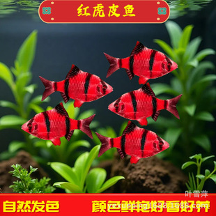 �t��Ƥ�~�t�y�ɹ�t���g�~С�͟Ꭷ�~��ˮ�����~�^�p�~�O�����l