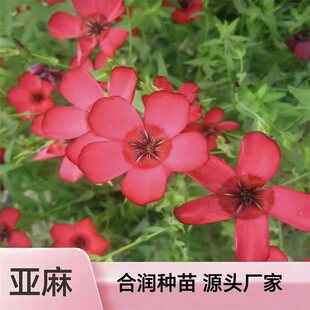 �t�{���黨�ܷN���޸����黨�ѻ��������ͺ����B�@�־G�����û��N