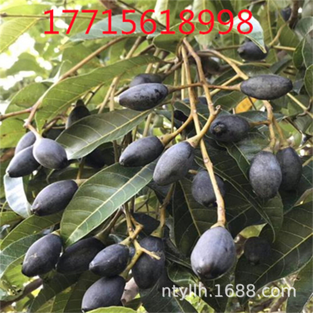 正品潮汕青橄榄苗甜种橄榄嫁接苗三棱橄榄乌橄榄水果树苗当年结果-阿里巴巴