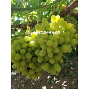 �޽Ӱ��R�������ј���o���R����������o�˰��R�����ѱ��Ϸ��Nֲ