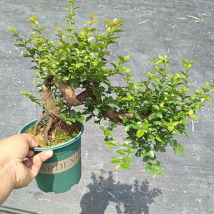 С�~�tѿȸ÷�䘶�辰���Ͱ��Ծ�Ʒ�Ϙ������՚�Gֲ�����ļ�����