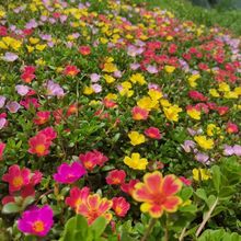 ���lҰ���߲� Ұ�� �R�X�{ ���ܷN���^��ֲ�� �R�X�{�L�۲˷N��