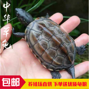 Wabtang Live Turtles китайский вид черепахи Living Live Little Turtle Golden Line Turtle Farm Wholesale