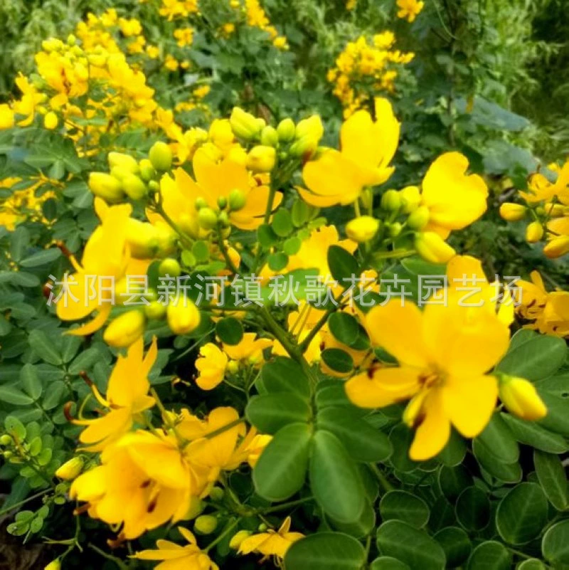 Софора japonica Семена Золотой Феникс Фасоль Софора japonica Семена Отличный ландшафтный дизайн видов деревьев Софора japonica Семена