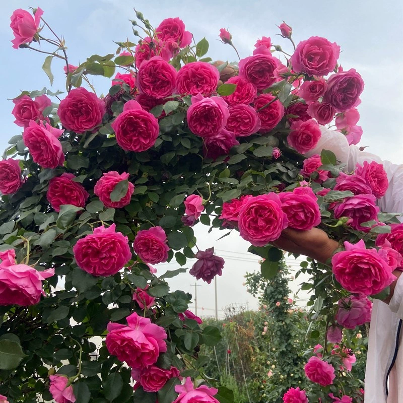 Grand Parade Виноградная лоза Розы Саженцы Плодородная лоза Цветущие розы Четыре сезона Цветы в горшках Растения Розовые саженцы Зеленые растения
