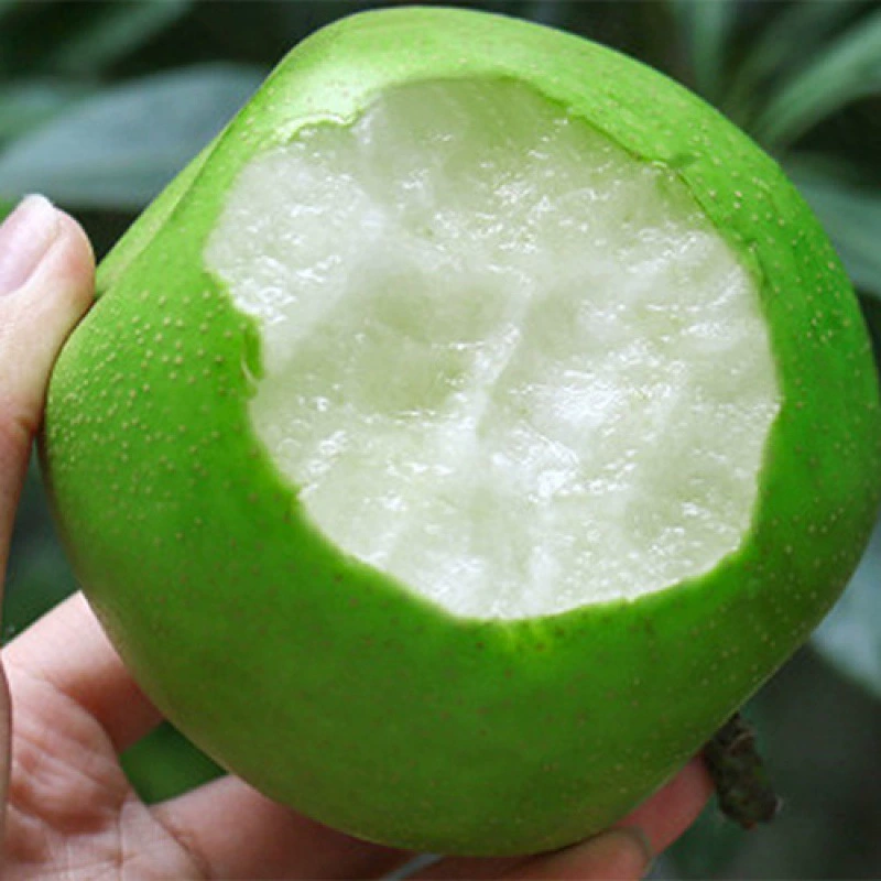 Привитая рассада груши Даншань Цинпи Хрустящая рассада груши Cuiyu рассада груши Цинпи Ранняя хрустящая рассада груши Посадка в Южной и Северной