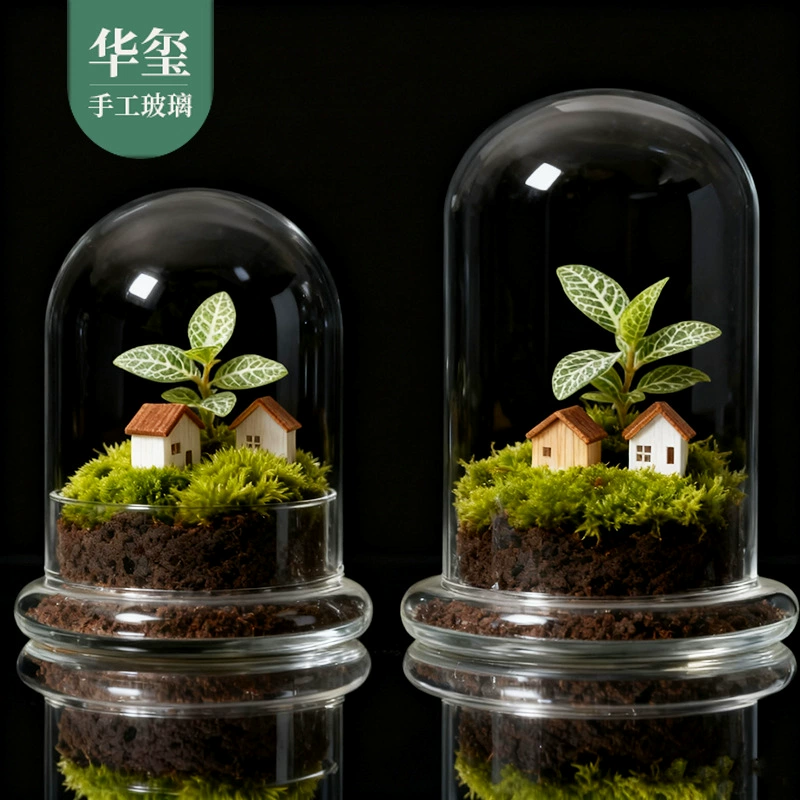 Набор из 2-в-1 растений: мха и суккулентов в контейнере для декора рабочего стола, микроландшафт с прозрачной стеклянной крышкой