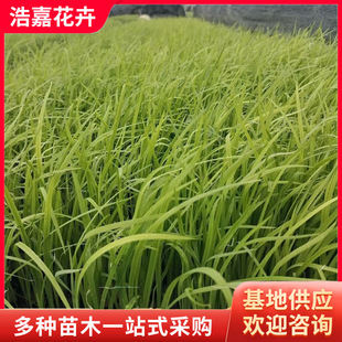 ˮ���Sβ ���ݻ��ܻ���25������»���ľ ����Nֲ�������S������