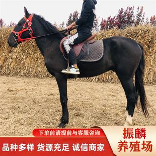 ����������u�����R  �ɹ��R ��Ѫ�R ��Ѫ�R�B�R����