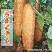 麻皮黄瓜种子东北老黄瓜种籽黄皮瓜种子耐热春季夏季四季播种种子