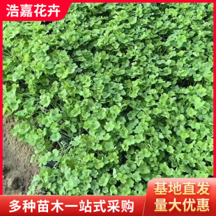 Red Flower Pulp Grass Base Wholesale Green Leaf Lucky Grass Potted Florals Lucky Grass Red Flower Pulp Grass