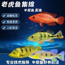 中大型热带鱼老虎鱼观赏鱼巴西亚鱼金玉满堂金老虎鱼皇冠三间活体