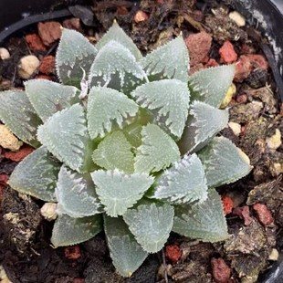 White Emperor City Shouyulu Japanese Green Plant Potted Landscape Succulent Plant Greenhouse Wholesale Agave Cactus Ten