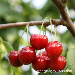 A�ش�����Ҙ��8̖������F�ڙ�����ɵ�������ζ���������Ҙ���