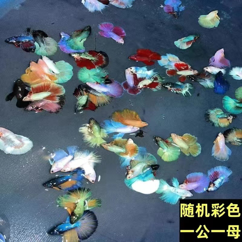 顺丰泰国斗鱼仙女款纯白半月超美网红小型淡水热带冷水观赏鱼好养|undefined