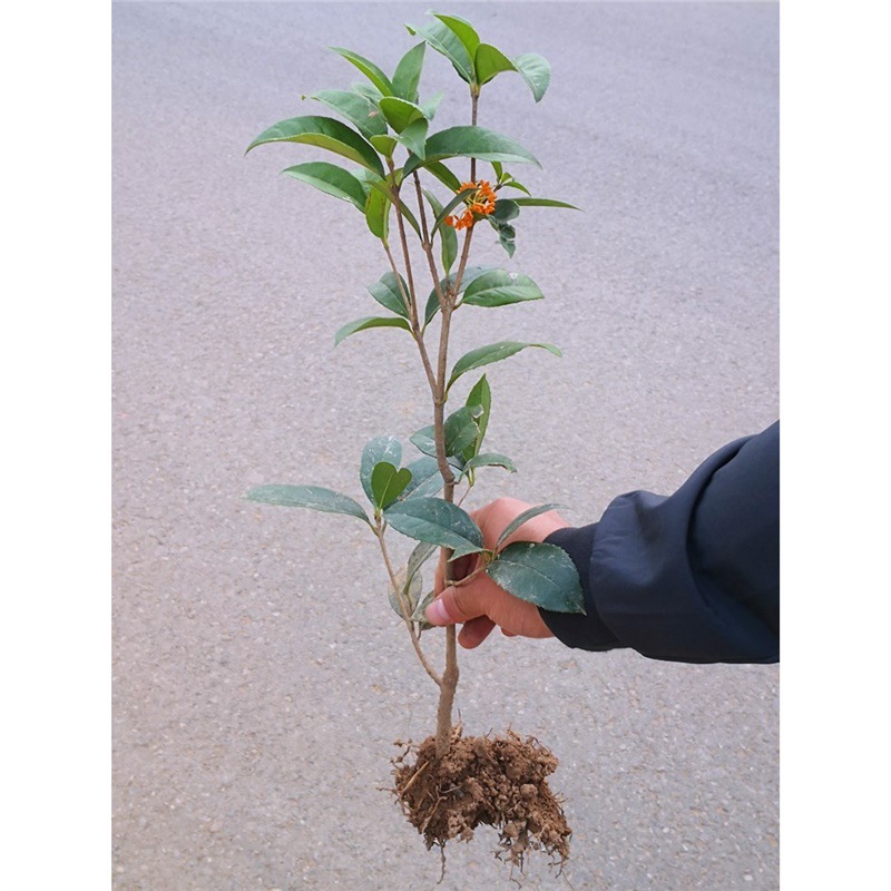 四季桂花树苗盆栽实原生桂花日香桂月桂天香台阁花佛顶珠地盆景
