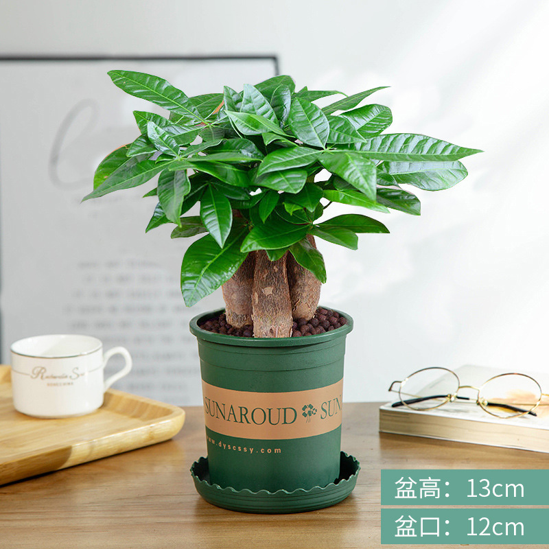 árboles ricos pequeñas plantas de maceta flores verdes plantas de oficina absorción de formaldehído árboles hidropónicos de bambú de lapis verde buena alimentación maceta