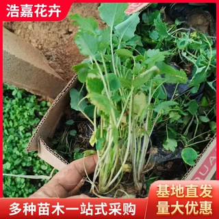 二月兰鲜花盆栽 多色耐旱耐寒多年生花卉 五一景观庭院公园花海