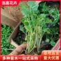 多色花海耐寒盆栽多年生花卉