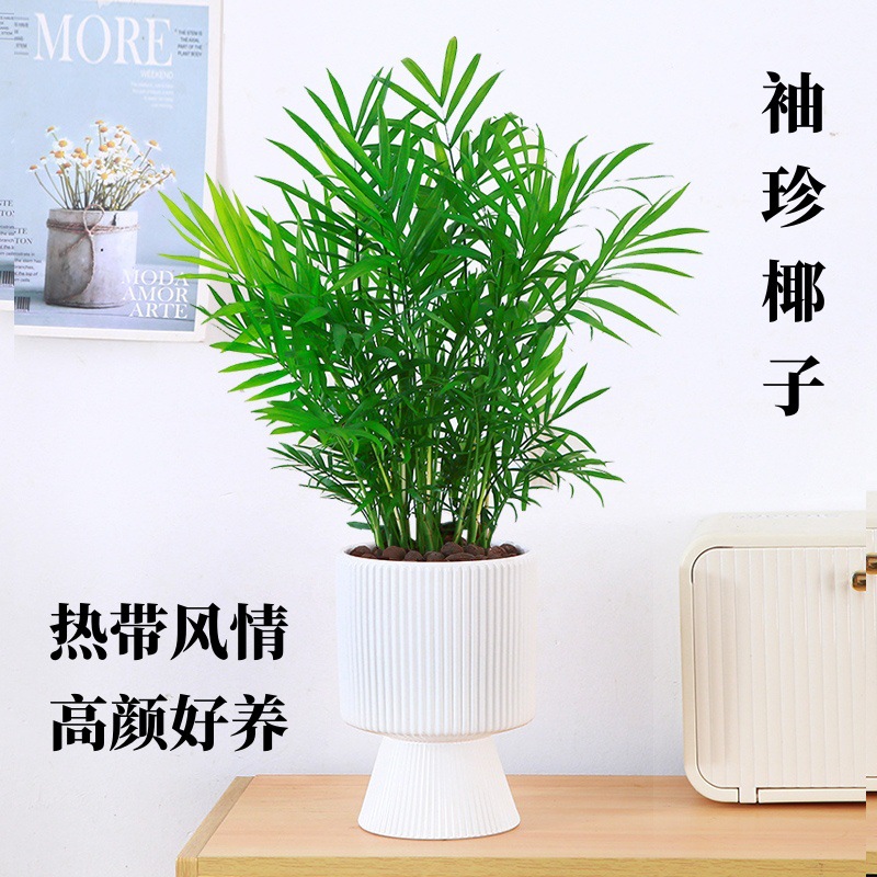 袖珍椰子散尾葵绿植花卉室内客厅四季常青凤尾竹懒人好养植物盆栽