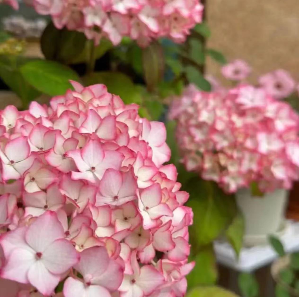 라이트 핑크(세브리나) 3갤런 - 높이 - 40-80cm 168.9엔 세면대 포함