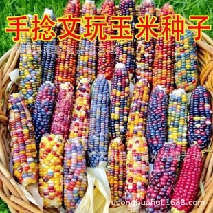 �߲��������׌�ʯ���׷N��Ѫ�z�������׷Nֲ�^�p���׷N�Ѳ�ɫ����
