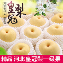 河北皇冠梨10斤整箱新鲜水果梨子5斤当季雪梨3斤非砀山梨酥梨代发