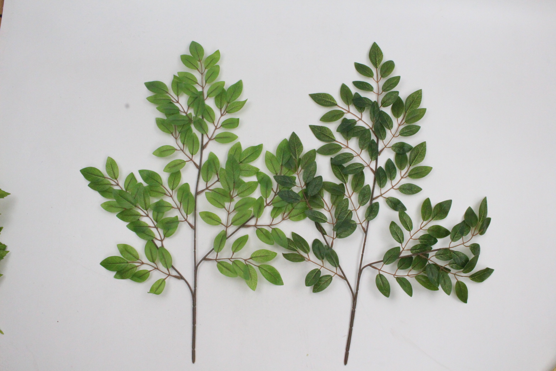 豆花叶三叉枝 (1).JPG